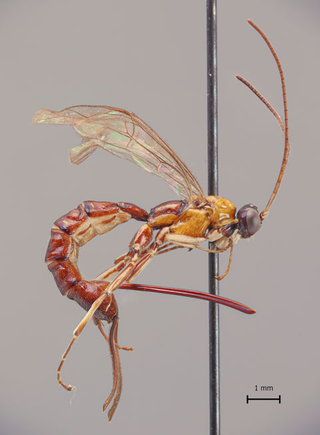Illustration for article titled I Do Not Like This New Wasp Species Whose Giant Stinger Lays Eggs Inside Spiders